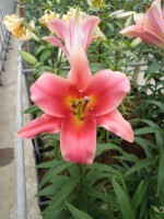 [1736 Gluhwein No01.JPG]